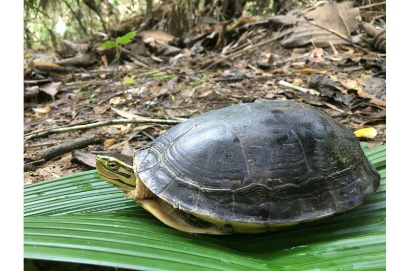 World’s most heavily trafficked turtle plays vital role in Indonesia environment, economy