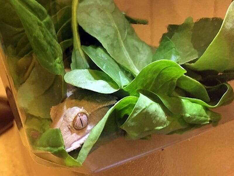 Would you like a lizard with that salad?