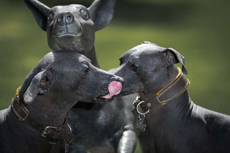 Xoloitzcuintles (ancient Mexican hairless dogs) play next to a Xoloitzcuintle statue in the garden of the Dolores Olmedo Museum 