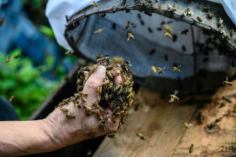 Yip pulls out handfuls of bees from a drawstring bag