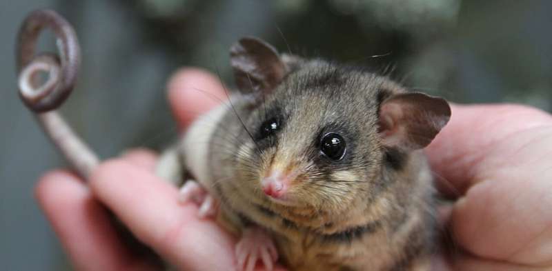 You can help track 4 billion bogong moths with your smartphone – and save pygmy possums from extinction