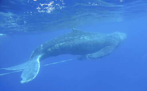 Young humpback whale freed from fishing gear off Hawaii