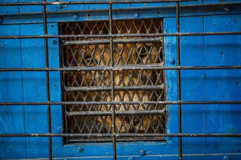 Zhaku in a transportation cage wfor the journey to the Felida Big Cat Centre in the Netherlands