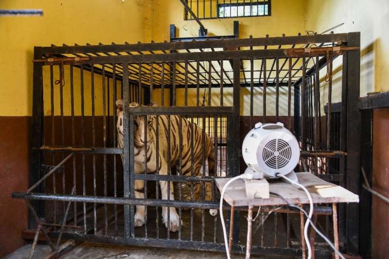 Zoo authorities in Assam put heaters in tiger enclosures to keep animals warm