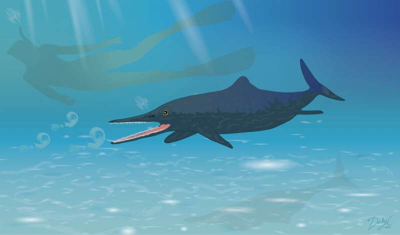 New species of Ichthyosaur discovered in museum collection