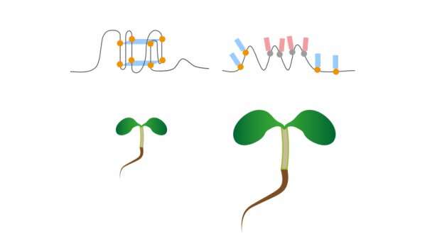 Study reveals RNA G-quadruplex structures in nature for the first time