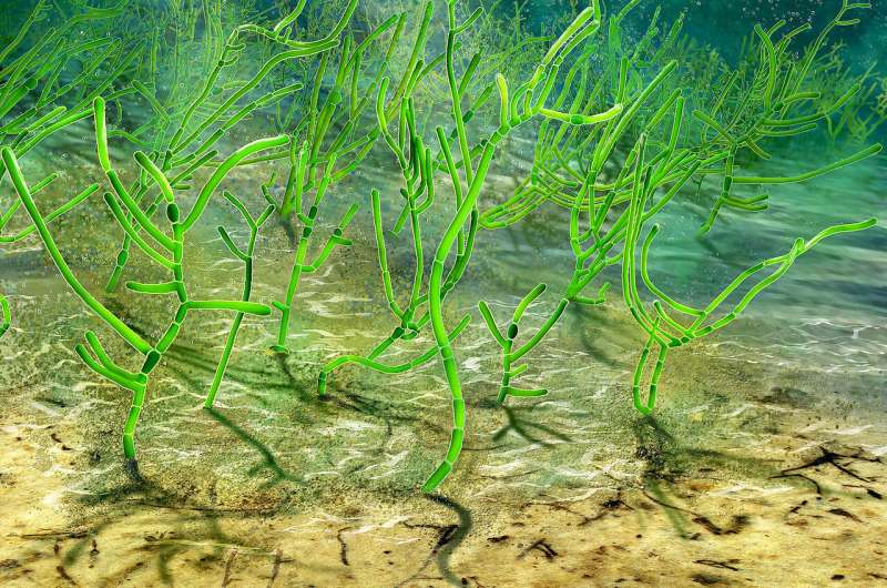 1 billion-year-old green seaweed fossils identified, relative of modern land plants