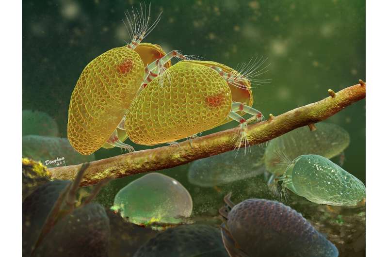 100-million-year-old amber reveals sexual intercourse of ostracods
