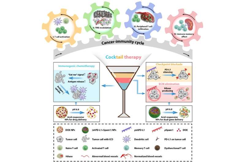 Scientists propose immune cocktail therapy to boost cancer-immunity cycle in multiple aspects