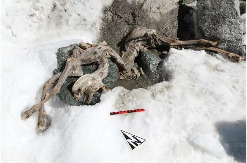 A 400-year-old chamois will serve as a model for research on ice mummies