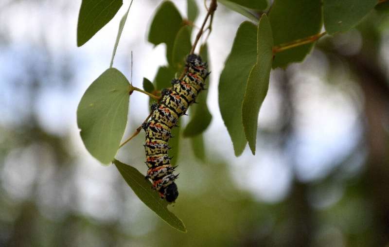 A historic drought has led to a shortage of edible mopane caterpillars in Botswana