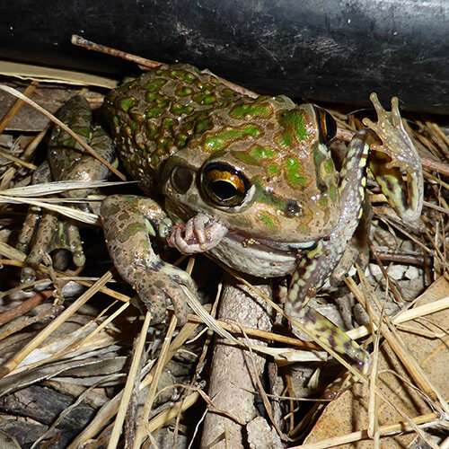 Alien frog invasion wreaks havoc on natural habitat