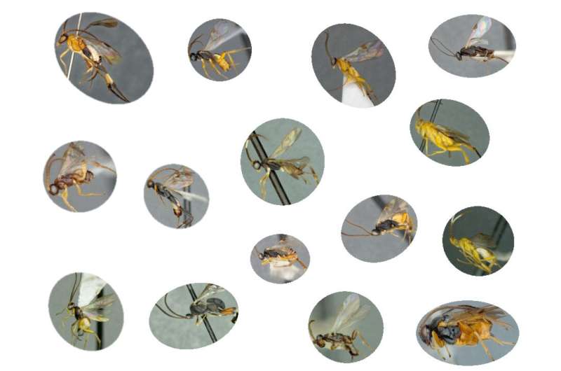 All microgastrinae wasps from around the world finally together in a 1,089-page monograph