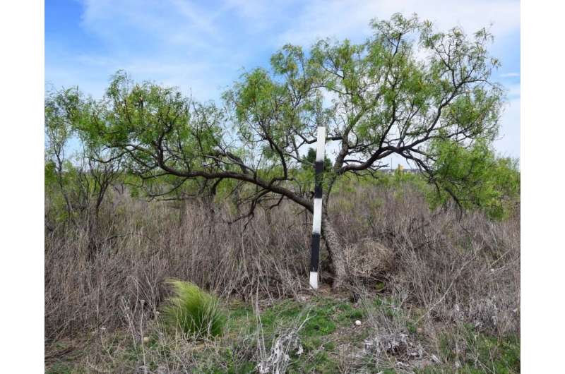 Altitude key to mapping mesquite, bluestem growth