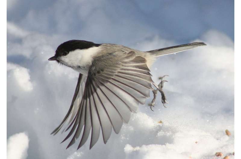 Analysis of bird species reveals how wings adapted to their environment and behavior