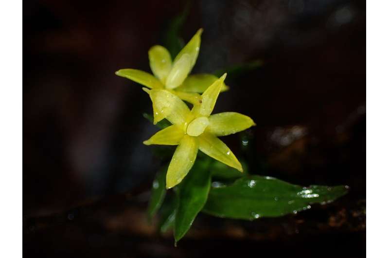 An ancient association? Crickets disperse seeds of early-diverging orchid Apostasia nipponica