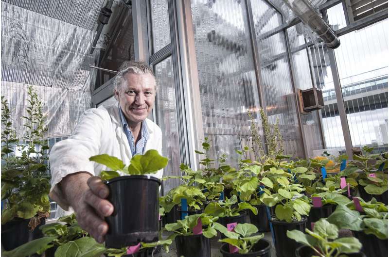 Ancient Australian plant may help in production of COVID-19 vaccine
