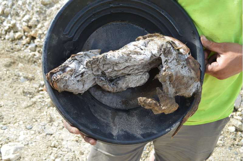 Ancient wolf pup mummy uncovered in Yukon permafrost