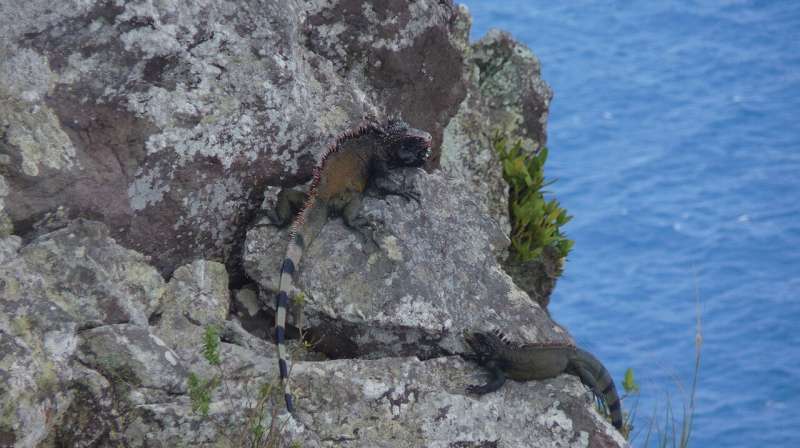 A new species of black endemic iguanas in Caribbeans is proposed for urgent conservation