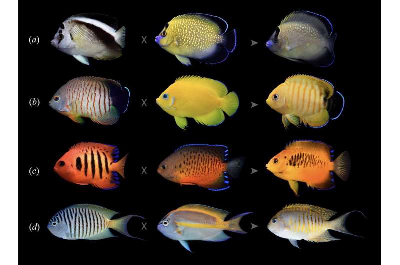 Angels in disguise: Angelfishes hybridize more than any other coral reef species