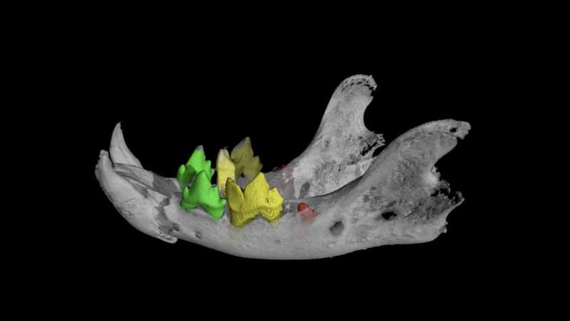 Animal mummies unwrapped with hi-res 3D X-rays