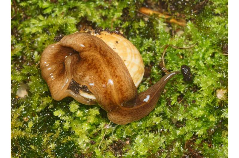 An invasive flatworm from Argentina, Obama nungara, found across France and Europe