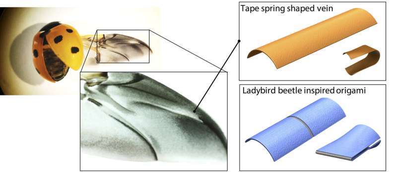An origami-based robotic structure inspired by ladybird wings