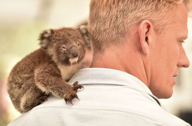An orphaned baby koala clings to the shoulder of a vet at a makeshift field hospital at the Kangaroo Island Wildlife Park