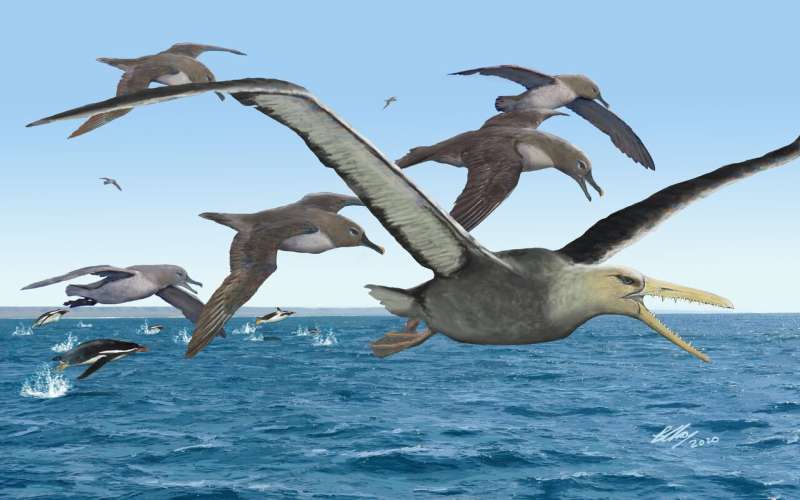 Antarctica yields oldest fossils of giant birds with 21-foot wingspans