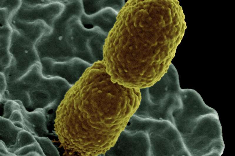 Antibiotic exposure can 'prime' single-resistant bacteria to become multidrug-resistant