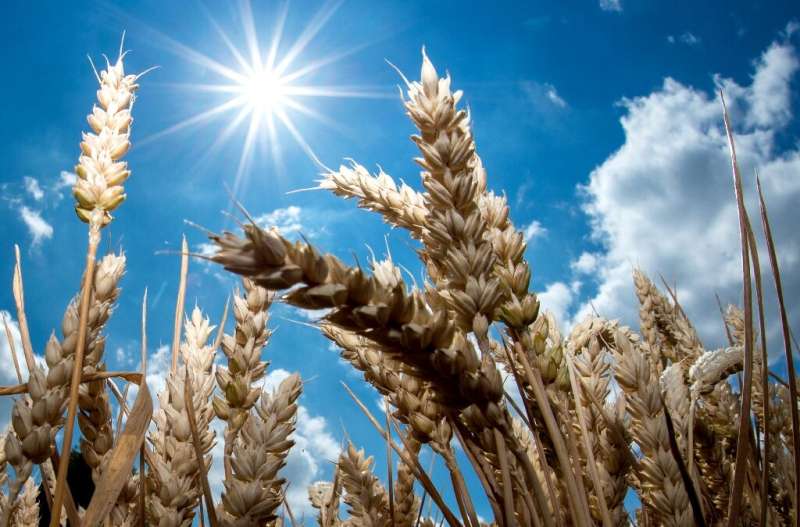 A picture taken on July 6, 2018 shows the bright sun shining over a wheat field in Giesen, northern Germany
