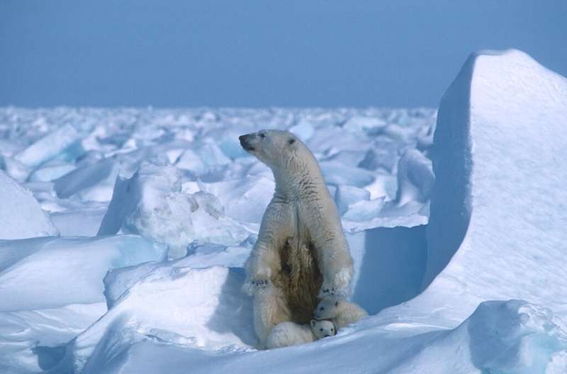 A polar bear with its cubs in the Alaska sea ice in 1985—Arctic summer sea ice melted in 2020 to the second smallest area since 