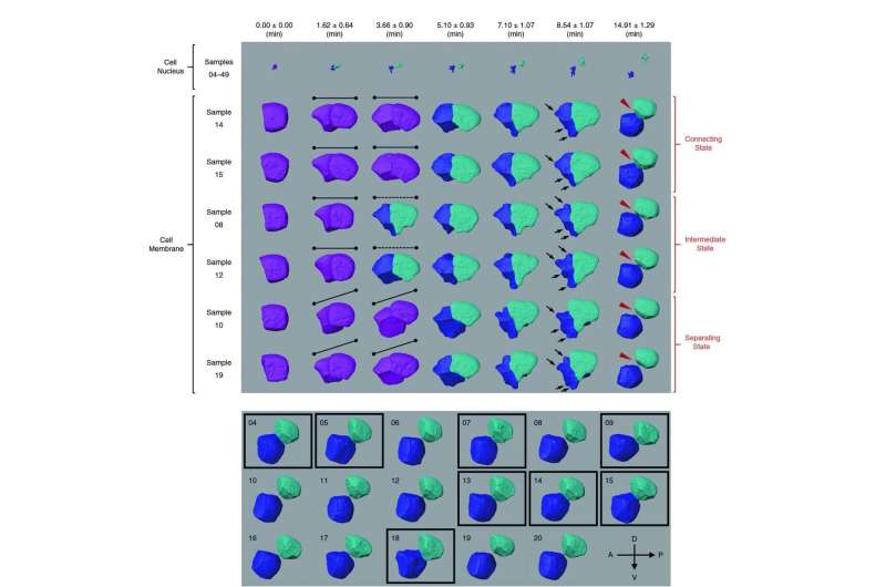 A powerful computational tool for efficient analysis of cell division 4D image data