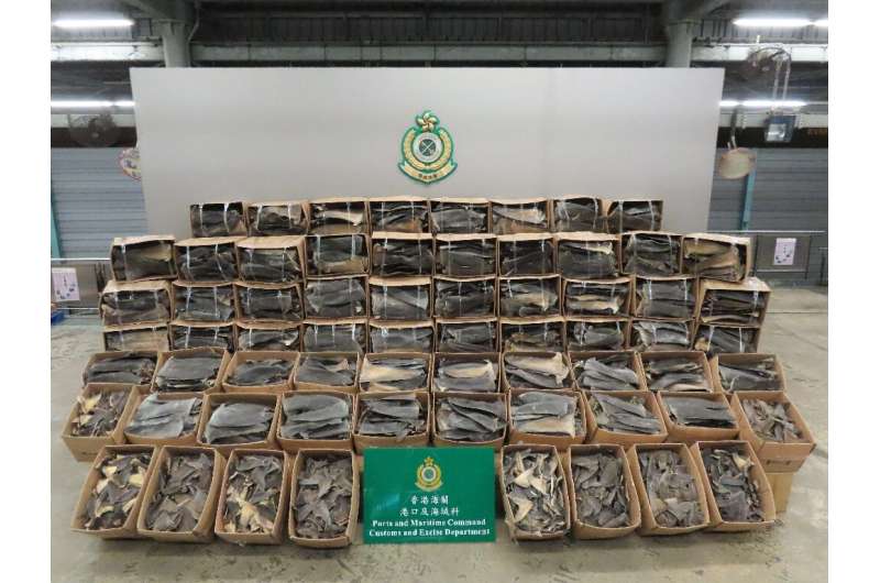 A record 26 tonnes of shark fin were seized by customs officers in Hong Kong