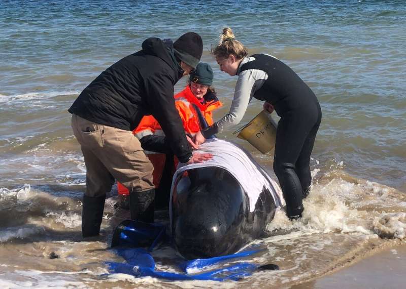 A rescue crew has concentrated efforts on a group of whales partially submerged in the water after hundreds of them were strande