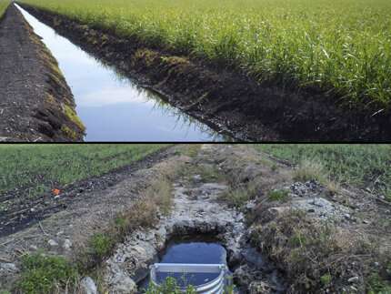 Are sinking soils in the Everglades related to climate change?
