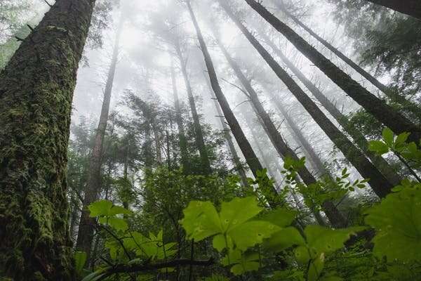 Are young trees or old forests more important for slowing climate change?