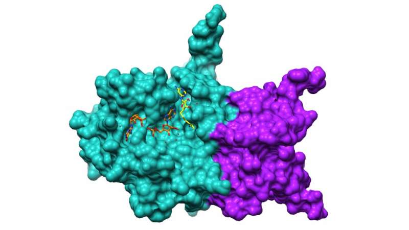 Argonne researchers use Theta for real-time analysis of COVID-19 proteins