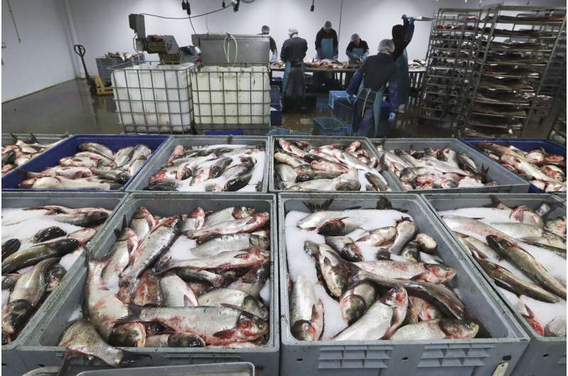 Asian carp roundup in Kentucky opens new front in battle