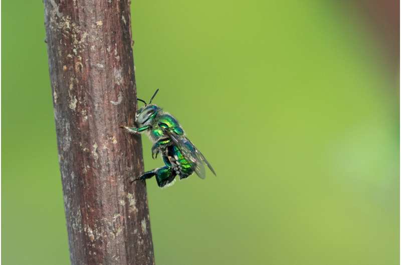 A single gene for scent reception separates two species of orchid bees