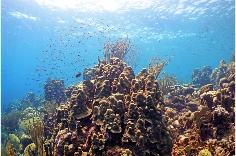 Bacteria fed by algae biochemicals can harm coral health