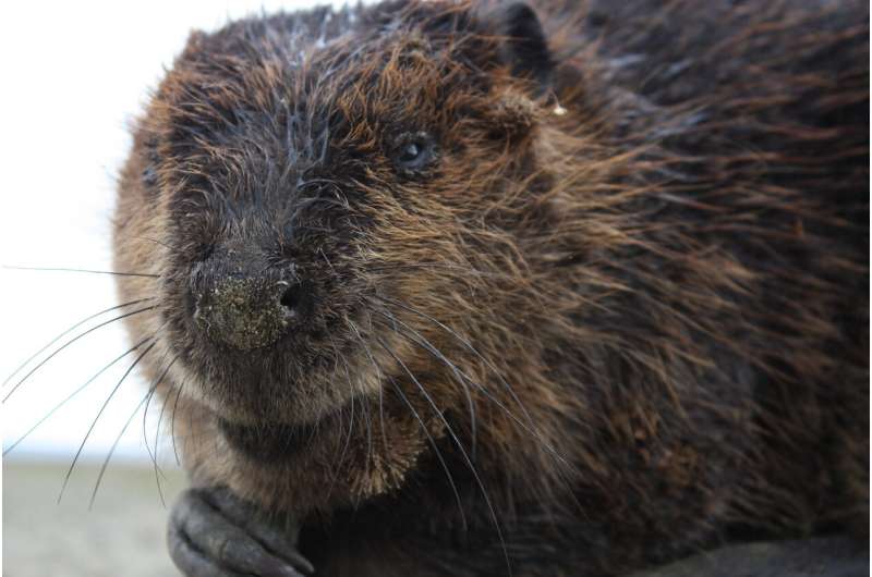 Beavers appear to help the growth of brown trout in South America, study finds