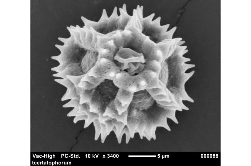 'Bee' thankful for the evolution of pollen
