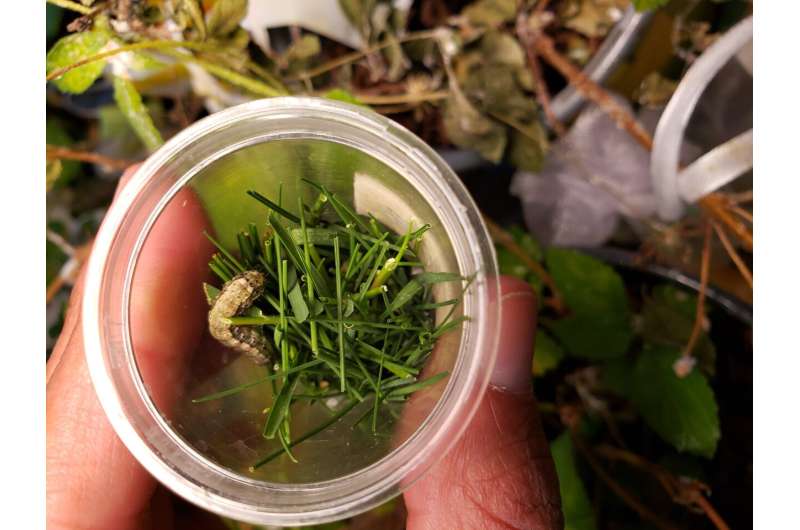 Bermudagrass versus the armyworm