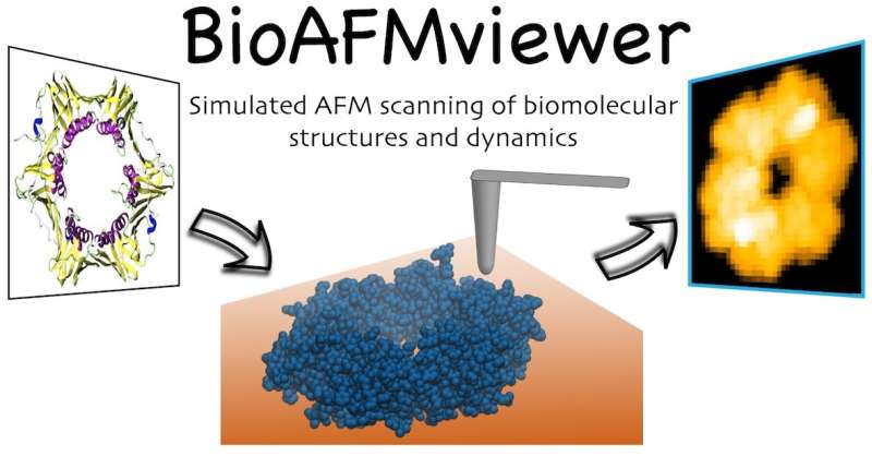 BioAFMviewer software for simulated atomic force microscopy of biomolecules