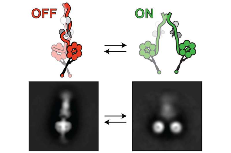 Biochemists unveil molecular mechanism for motor protein regulation