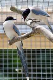 Birds share food with less fortunate conspecifics
