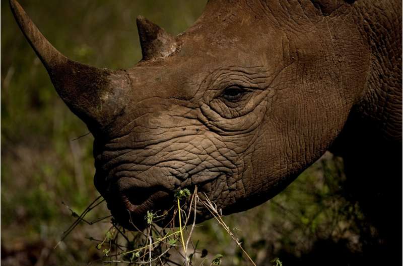 Black rhino population shows steady growth