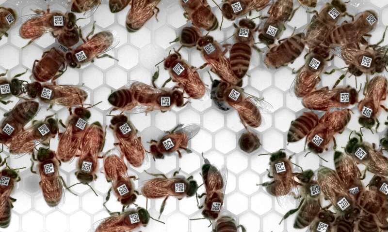 Brain gene expression patterns predict behavior of individual honey bees