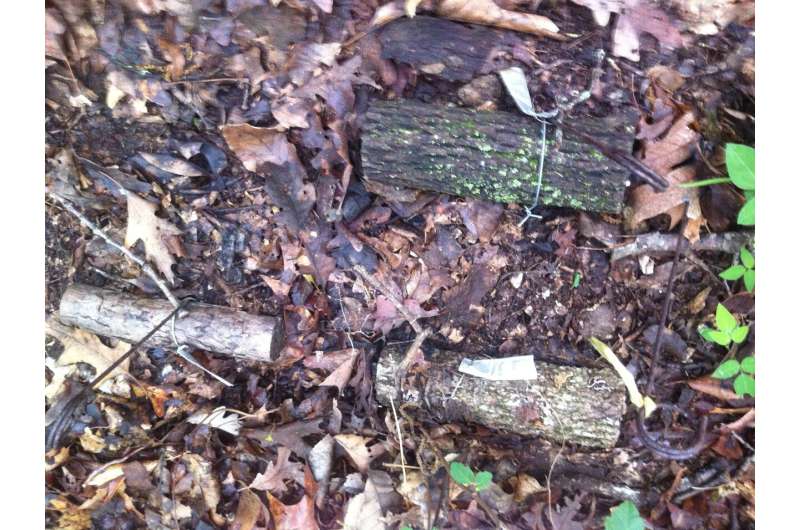 Breaking down wood decomposition by fungi